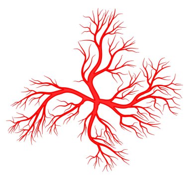 İnsan damar, damar vektör simgesi simgesi tasarım. 