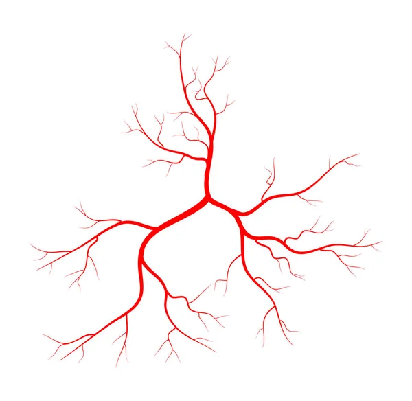 Vena humana, diseño de icono de símbolo de vector de recipiente . — Vector de stock