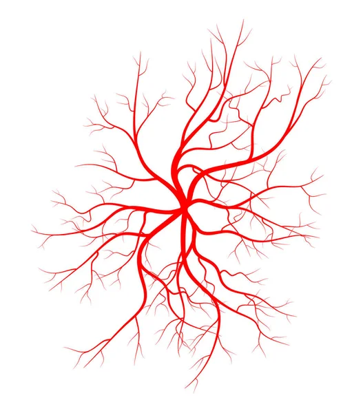 İnsan damar, damar vektör simgesi simgesi tasarım. 