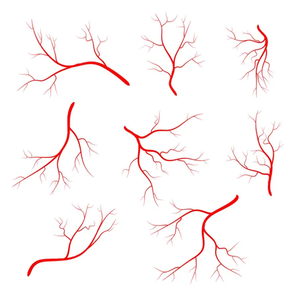 Vena humana, vaso conjunto vector símbolo icono de diseño . — Archivo Imágenes Vectoriales