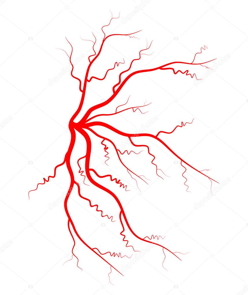 Human vein, vessel vector symbol icon design. Beautiful illustration isolated on white backgroun