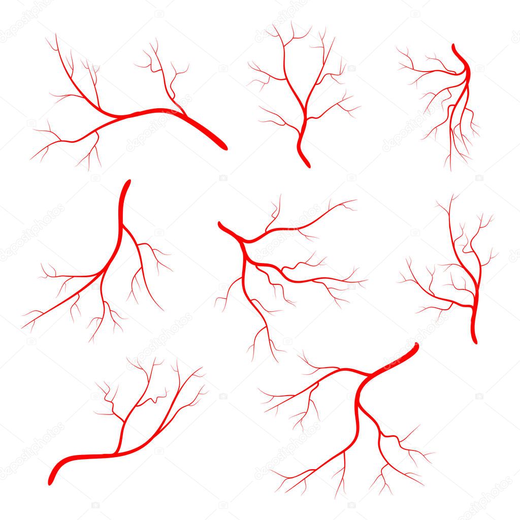 Human vein, vessel set vector symbol icon design. Beautiful illustration isolated on white backgroun