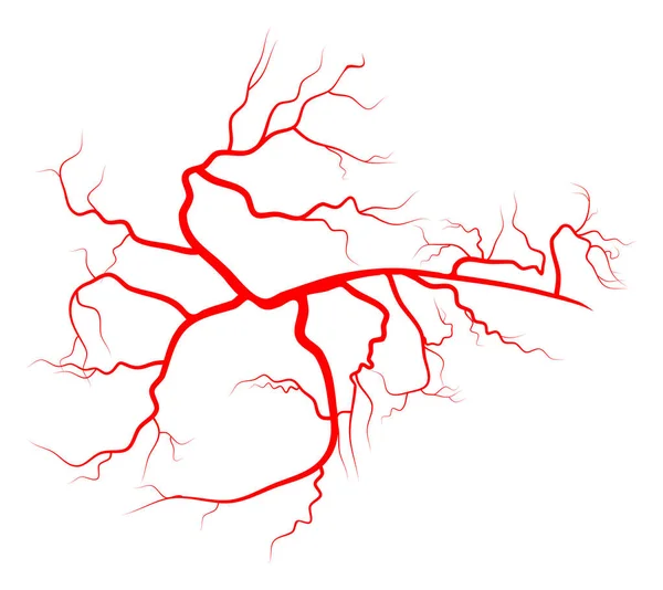 örümcek damar vektör simgesi simgesi tasarım. Güzel örnektir