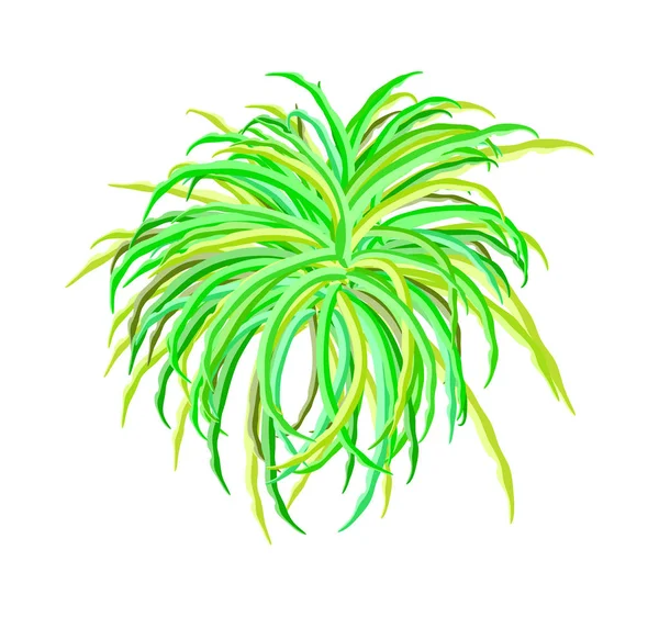 yosun vektör simgesi simgesi tasarım. Güzel illüstrasyon izole