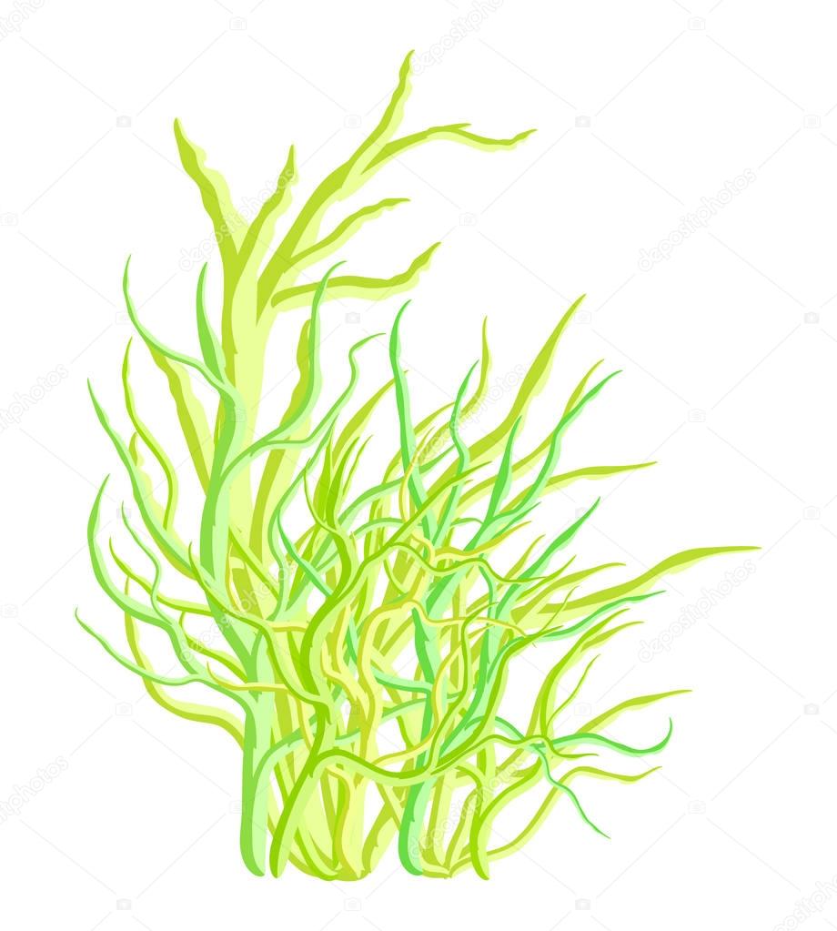 Algae vector symbol icon design. Beautiful illustration isolated on white backgroun