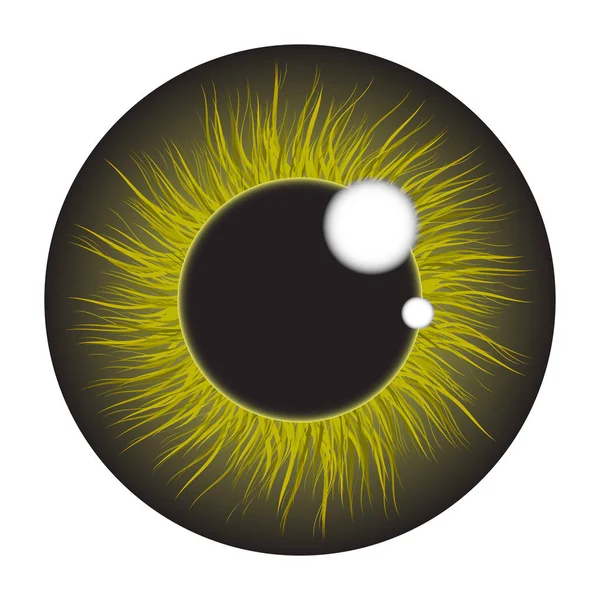 Groene iris oog realistische vector decorontwerp geïsoleerd op witte ba — Stockvector