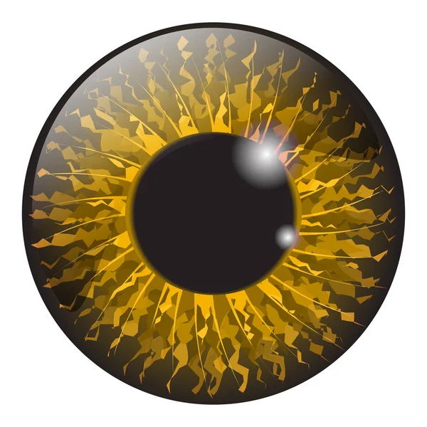 Naranja, ojo de avellana iris realista vector conjunto de diseño aislado en — Archivo Imágenes Vectoriales