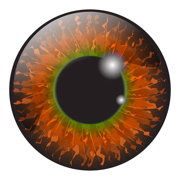 Naranja, ojo de avellana iris realista vector conjunto de diseño aislado en — Archivo Imágenes Vectoriales