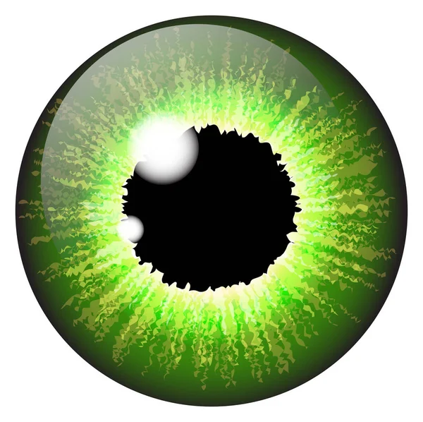 Design de conjunto vetorial realista olho de íris verde isolado em ba branco — Vetor de Stock