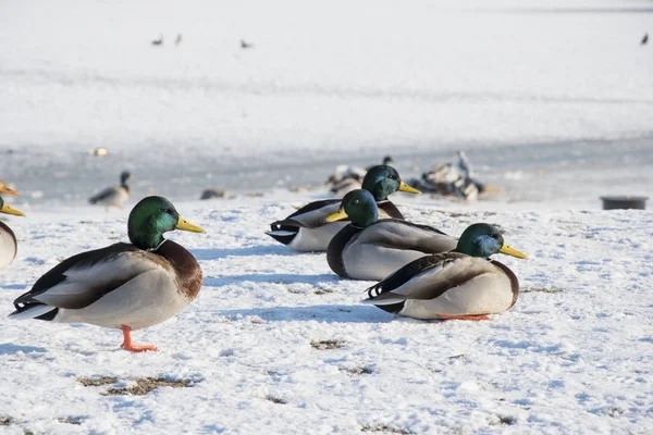 Pato en la nieve, hielo. Vida silvestre de aves en la foto de invierno —  Fotos de Stock