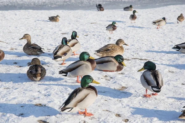 Pato en la nieve, hielo. Vida silvestre de aves en la foto de invierno —  Fotos de Stock
