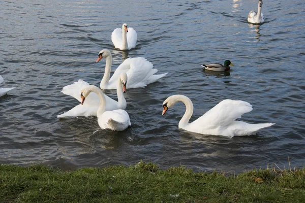 Flowing�� flock of swans on the river photo — Stock Photo, Image