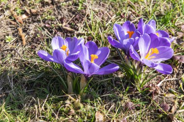 Menekşe çiğdemler çim fotoğrafı kapatın