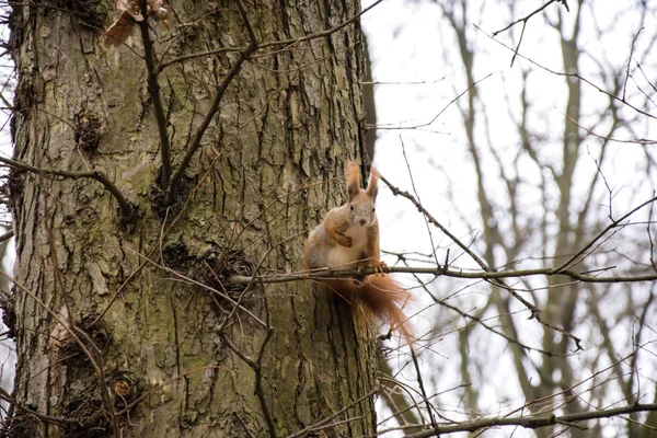 カメラを見て木の枝に赤毛リス — ストック写真