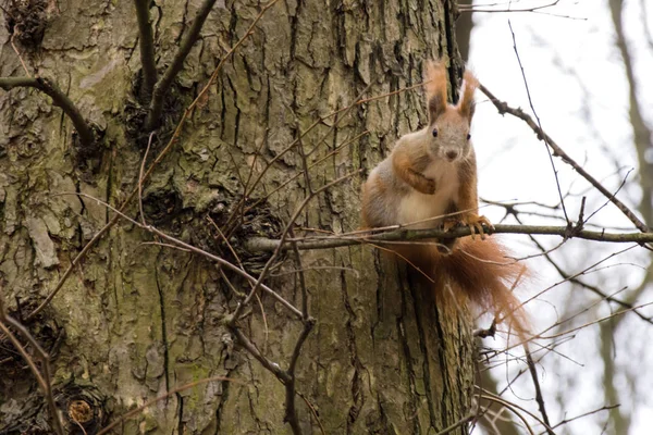 Vörös mókus egy fa ága néz a kamerába — Stock Fotó