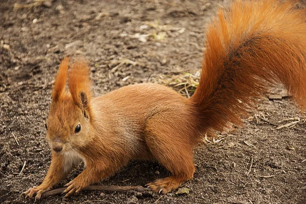 Vörös mókus a földön, hogy néz a kamerába — Stock Fotó