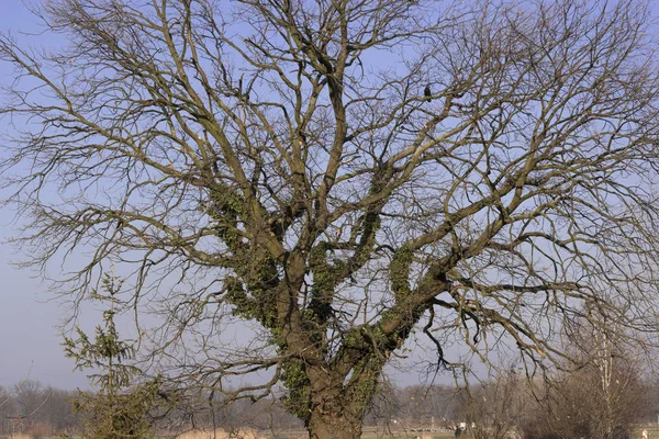 겨울 오후에 아이비와 나무를 베었지. 널리 퍼지고 있는 홀로 뻗어 있는 거대 한 통 — 스톡 사진
