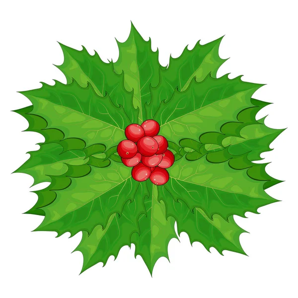 Holly Berries with Green Leaves Vector Illustration isolated на — стоковий вектор