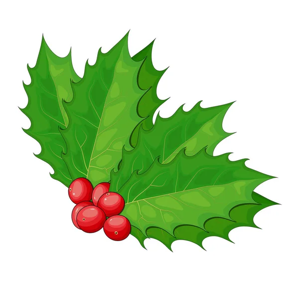 Holly, Filial Ilex com Berry e Folhas, Galho de Névoa de Natal — Vetor de Stock