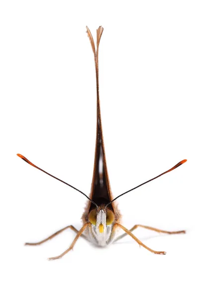 Vlinder - minder grote weerschijnvlinder (Apatura ilia) — Stockfoto