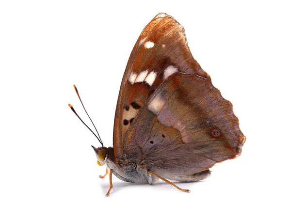 Borboleta - Menor imperador roxo (Apatura ilia ) — Fotografia de Stock