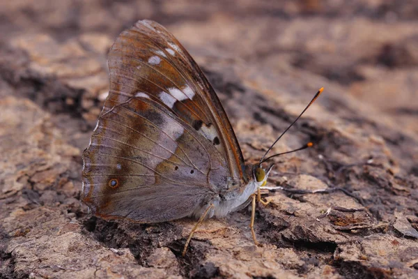 Vlinder - minder grote weerschijnvlinder (Apatura ilia) — Stockfoto