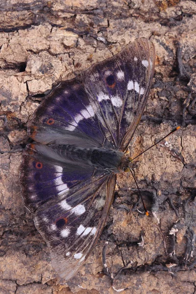 Vlinder - minder grote weerschijnvlinder (Apatura ilia) — Stockfoto