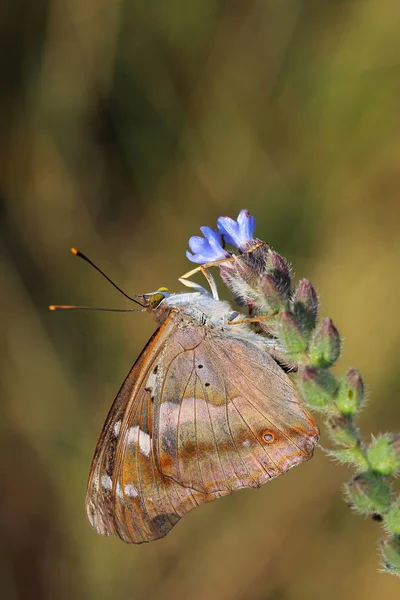 Papillon - Petit empereur pourpre (Apatura ilia ) — Photo