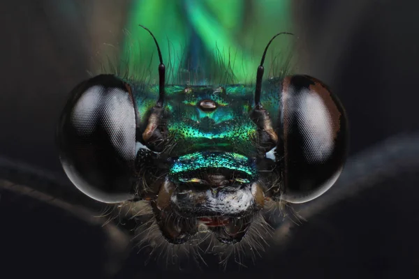 Head of beautiful demoiselle (Calopteryx virgo) — Stock Photo, Image