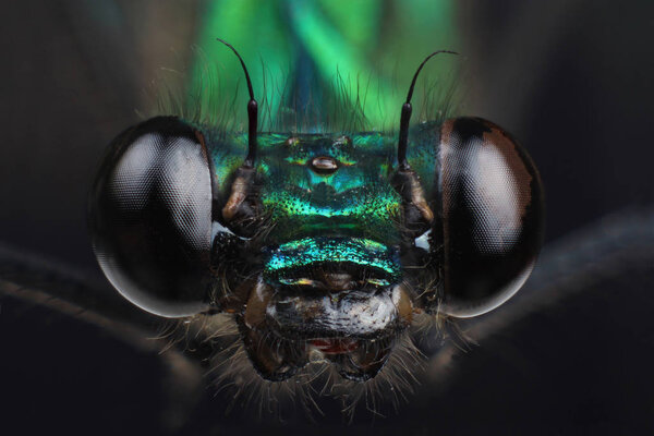 Head of beautiful demoiselle (Calopteryx virgo)