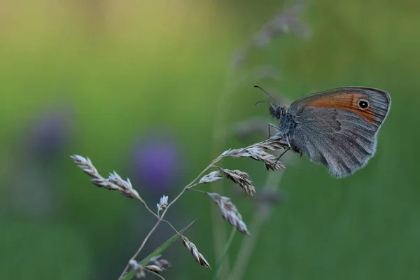 Motýl - Small heath (Coenonympha pamphilus) — Stock fotografie