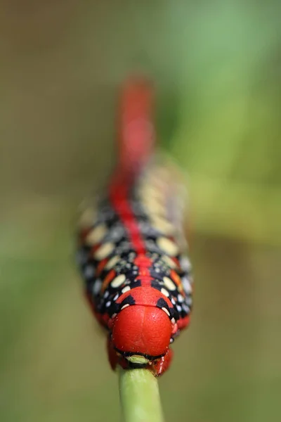 Caterpillar of Spurge Hawk-moth (Hyles euphorbiae) — Stock Photo, Image