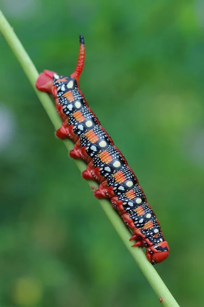 Caterpillar Spurge Hawk-güve (Hyles euphorbiae) — Stok fotoğraf