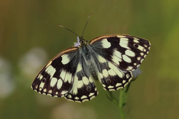 Vlinder - dambordje (Melanargia galathea) — Stockfoto