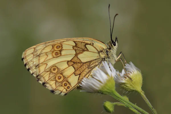 Schmetterling - weiß marmoriert (melanargia galathea)) — Stockfoto