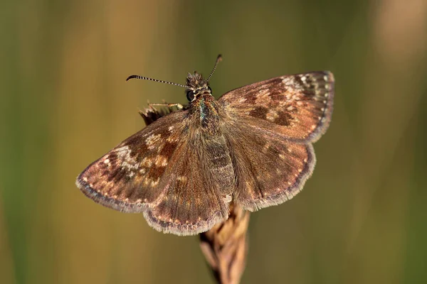 Skipper papillon reposant sur l'herbe — Photo