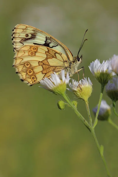 Borboleta - Branco marmóreo (Melanargia galathea ) — Fotografia de Stock