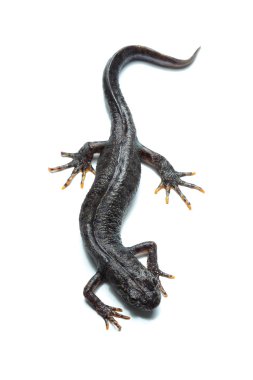 Beyaz üzerine büyük tepeli newt (Triturus cristatus)