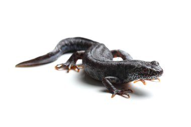 Beyaz üzerine büyük tepeli newt (Triturus cristatus)