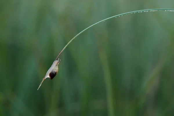Schnecke kriecht auf Gras — Stockfoto