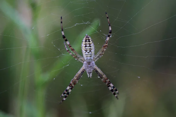 말 벌 거미 (Argiope bruennichi) 덮여 아침이 슬 — 스톡 사진