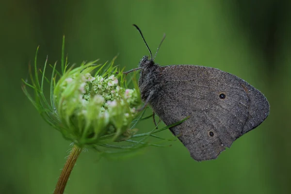 Butterfly - Meadow Brown (Maniola jurtina) — Stock Photo, Image