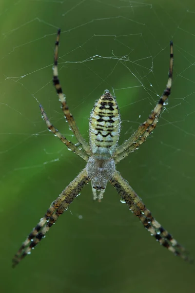 Оса павук (Argiope bruennichi) вкритий ранковою росою — стокове фото