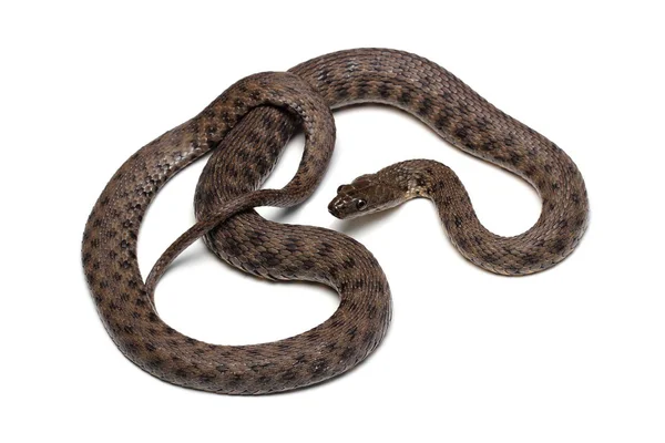 주사위 뱀 (Natrix tessellata) 흰색 절연 — 스톡 사진