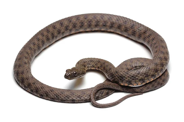 DICE snake (Natrix tessellata) izolované na bílém — Stock fotografie