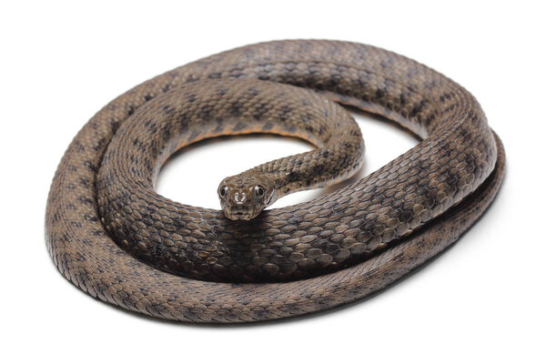 Dice snake (Natrix tessellata) isolated on white