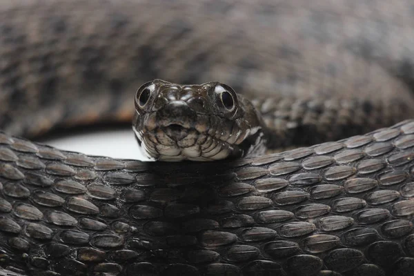Beyaz izole zar yılanı (Natrix tessellata) — Stok fotoğraf