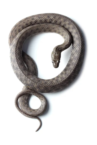 Beyaz izole zar yılanı (Natrix tessellata)