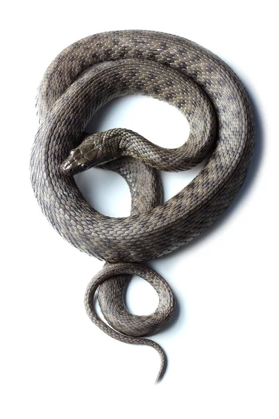 Beyaz izole zar yılanı (Natrix tessellata)