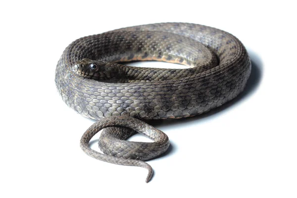 Dice snake (Natrix tessellata) isolerade på vit — Stockfoto